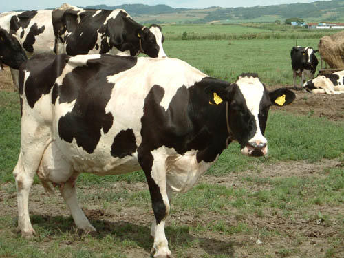 1502cheesemilk_Holstein.jpg.jpg