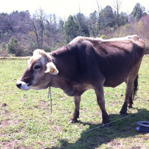 1504cheesemilk_Brown Swiss.JPG